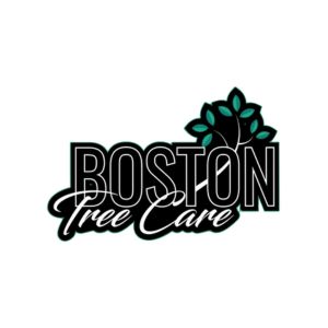 Boston tree care