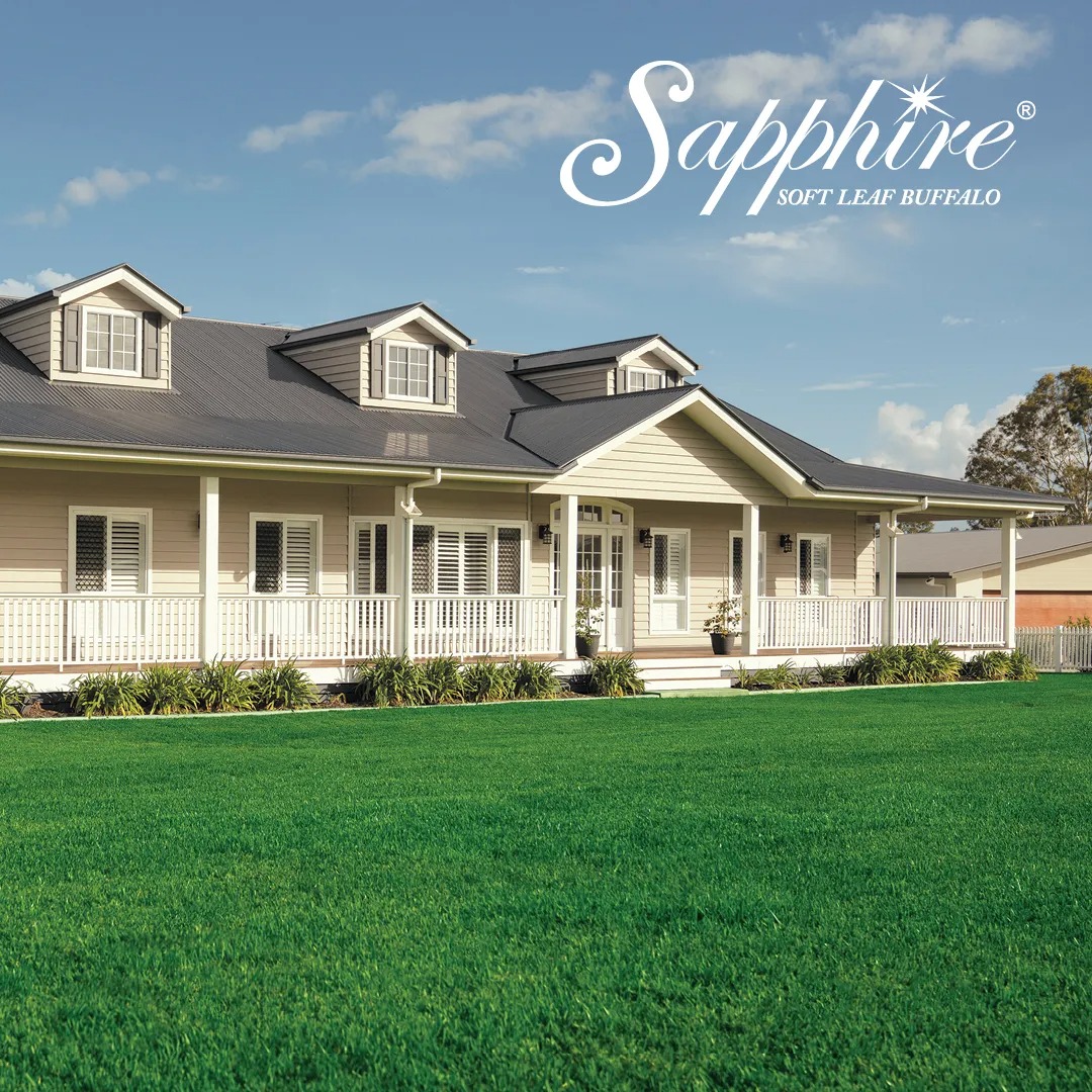 sapphire turf sapphire turf